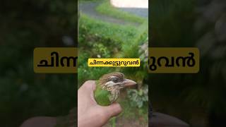 White Cheeked Barbet  Chinna Kutturuvan  ചിന്നക്കുട്ടുറുവൻ variety gardening ideas garden [upl. by Bedelia]