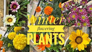 Winter flowering plants garden plants flowers plantlover [upl. by Vasilis823]