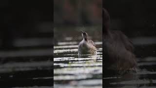 Rednecked Grebe [upl. by Marelya]