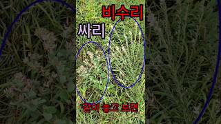 한 눈에 구별 Compare amp Identify the Bush Clover amp Lespedeza Cuneata in One Place [upl. by Wohlen315]