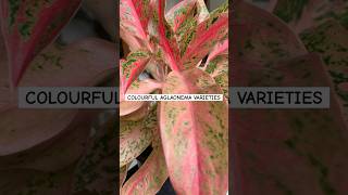 Colourful Aglaonema varieties  beautiful foliage plants for house decor  colourful indoor plants [upl. by Edmonds]