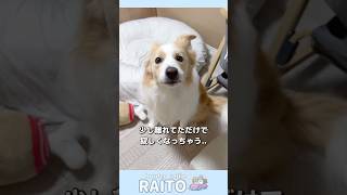 少し離れただけで寂しくて泣き叫んじゃう犬が拗ねてしまった【ボーダーコリー•ゴールデンレトリバー】 [upl. by Curnin]