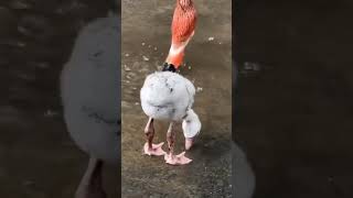 Baby flamingo learning to buitengebieden real paddle youtube4animal flamingo buitengebieden [upl. by Aicella]