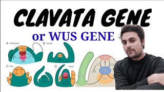 clavata genes or WUS GENE SIGNALLING EXPLAINED IN HINDI csir net lecture in hindi [upl. by Marala]