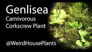 How to Grow Genlisea the Carnivorous Corkscrew Plant [upl. by Trixy929]