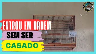 ENTROU EM ORDEM SEM ENFERMA O COLEIRO COM FÊMEA [upl. by Nallad]