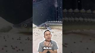 Acipenser atau Sturgeon adalah ikan purba yg suka air dingin ikanhias akuarium hobiikan [upl. by Dnomayd57]