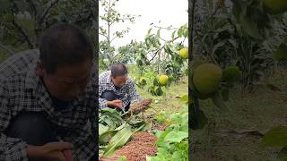 Harvesting sorghum process farming [upl. by Crispa]