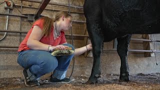 Pompeys Pillar siblings compete and judge at the NILE Stock Show [upl. by Ginder]