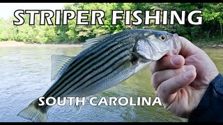 STRIPER FISHING BUZZARD ROOST SALUDA RIVER SOUTH CAROLINA [upl. by Blasius]