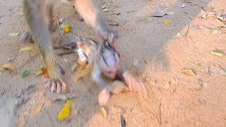 Heartwrenching Reality Mother Monkey Attacks Her Baby 5 [upl. by Lind]