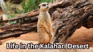 MeerkatLifeSuricateSocietyKalahariWildlifeDesertGuardiansWildlifeDocumentary [upl. by Dannel]