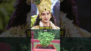 तुलसी को पानी डालते वक्त बोले यह तीन शब्द गरीबी दूर हो जाएगीmaa krishna shorts tulsi trending [upl. by Eikin]