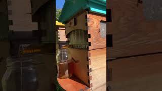 Miras garden honey harvest [upl. by Khalid]