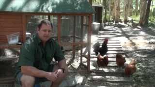 Worm Mite amp Lice All In One Treatment For Chickens amp Quail Ivermectin [upl. by Nerra40]