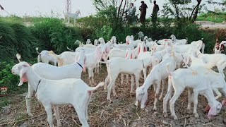 Goat farmnig kelea ham se ap bhe pathe le jae لاکھوں روپے کا فئیدا ہے بکریوں میں 03368056786ainema [upl. by Karrah]