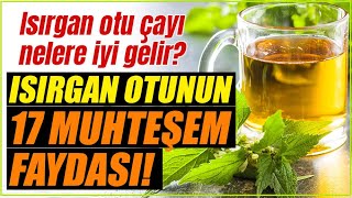 Isırgan Otu Faydaları Nelerdir Neye İyi Gelir Isırgan Otu Çayının Faydaları [upl. by Arikehs]