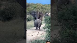 Elephant vs Rhinoceros shorts youtubeshorts wildlife elephant rhino animals nature mammals [upl. by Ailemac]