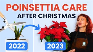 What To Do With Poinsettias After Christmas 🔔 Houseplant Care Tips  how to prune grow and bloom [upl. by Wenn]