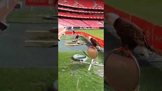 ÁGUIAS DO BENFICA VISÃO ÚNICA DO MASCOTE MAIS ICÔNICO DO TIME 🦅🦅🦅 [upl. by Hgielime]