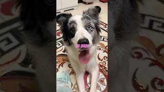 the “uhhuh uhhuh” is so accurate 😂 apt bordercollie china rosé brunomars rosie [upl. by Oliy]