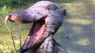 Crazy Shoebill Stork bites woman  Cheeky Shoebill [upl. by Papageno230]