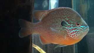 Longear Sunfish in the aquarium [upl. by Akcirred]