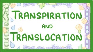 GCSE Biology  Transport in plants  Translocation Phloem and Transpiration Xylem 51 [upl. by Atrebla427]