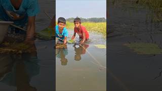 Amazing Two boys catching deshi fish by ucha net trap in Beel uchanettrapfishing fish shorts [upl. by Silvia816]