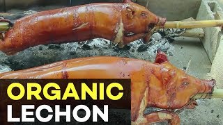 Organic Lechon  Native Pig Organic Lechon  Agribusiness Philippines [upl. by Natalina]