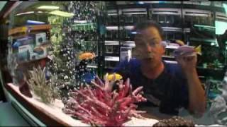 Blue Zoo TV  Episode 1 Part 2 Where Fish Come From [upl. by Holds887]