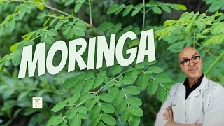 MORINGA CÂNCER ATEROSCLEROSE IMPOTÊNCIA OSTEOPOROSE ANEMIA HORMÔNIO ANSIEDADE INSÔNIA ASMA [upl. by Siffre]