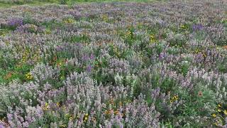 DiBrino Wildflower Meadow [upl. by Dlonyer]