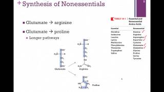 136Synthesis of Nonessential Amino Acids [upl. by Ydnil]