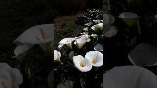 Calas alcatraz Zantedeschia aethiopica gardening gardennaturemusic beautiful live nature [upl. by Ahsiugal]