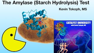 Microbiology  Amylase Starch Hydrolysis Test Theory and Results [upl. by Ardnuaek717]