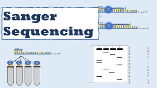 Sanger sequencing [upl. by Waldman]