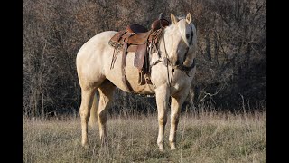 North Star 2024  Hip 21  Hanks Frosty Doc [upl. by Nannie914]