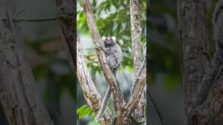 Common Marmoset Callithrix jacchus in Tamarin amp Marmoset Family  Observed in Description [upl. by Naivad118]