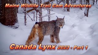 Canada Lynx 2023 [upl. by Suidualc850]