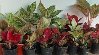 Aglaonema New Variety sale video8921935275 best price [upl. by Helbona]