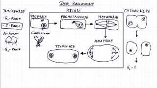 Die Mitose Der Zellzyklus [upl. by Sax]