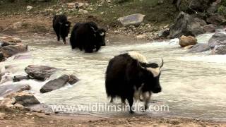 Himalayan Yaks in Sikkim beyond Thangu [upl. by Hussar]