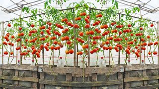 Use this method to grow tomatoes for your family Not everyone wants to tell you [upl. by Jentoft816]