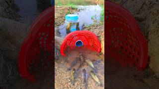 Survival Skills SIMPLE and USEFUL with PVC Fish trap survival shrots camping bushcraft skills [upl. by Ellehsram]