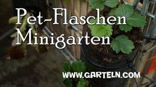 DIY Minigarten in der Pet Flasche [upl. by Ailec335]