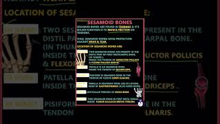 Sesamoid bones overview neet brdmedicalcollege youtubeshorts trending mbbsmd youtubevideos [upl. by Aleuqahs765]