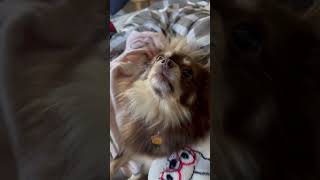 Antagonizing my dog 🤣 funnyshorts dogs dogshorts chihuahua doglover [upl. by Valdis]