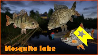 Mosquito lake Perch Carp Roach  rf4 spot Russian Fishing 4 230 [upl. by Les]