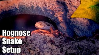 Hognose Snake Enclosure  Osiris Gets An Upgrade [upl. by Aryas413]